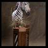 zebra-taxidermy-034