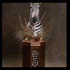 zebra-taxidermy-035