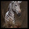 zebra-taxidermy-036