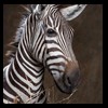 zebra-taxidermy-037