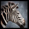 zebra-taxidermy-039
