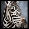 zebra-taxidermy-040