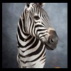 zebra-taxidermy-041