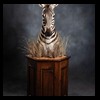 zebra-taxidermy-042