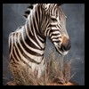 zebra-taxidermy-043