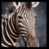 zebra-taxidermy-044