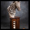 zebra-taxidermy-045