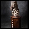 zebra-taxidermy-047