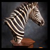zebra-taxidermy-048