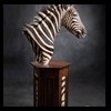 zebra-taxidermy-049