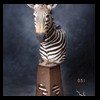 zebra-taxidermy-051