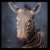 zebra-taxidermy-052