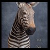 zebra-taxidermy-053