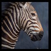 zebra-taxidermy-056