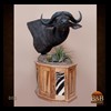 cape-buffalo-taxidermy-by-B-B-Taxidermy-003