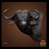 cape-buffalo-taxidermy-by-B-B-Taxidermy-004