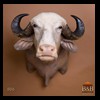 cape-buffalo-taxidermy-by-B-B-Taxidermy-006