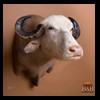 cape-buffalo-taxidermy-by-B-B-Taxidermy-007