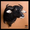 cape-buffalo-taxidermy-by-B-B-Taxidermy-009