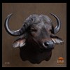 cape-buffalo-taxidermy-by-B-B-Taxidermy-010