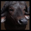 cape-buffalo-taxidermy-by-B-B-Taxidermy-011