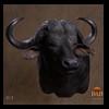 cape-buffalo-taxidermy-by-B-B-Taxidermy-013