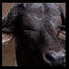 cape-buffalo-taxidermy-by-B-B-Taxidermy-014
