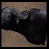 cape-buffalo-taxidermy-by-B-B-Taxidermy-016