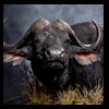 cape-buffalo-taxidermy-by-B-B-Taxidermy-018