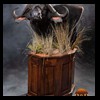 cape-buffalo-taxidermy-by-B-B-Taxidermy-020