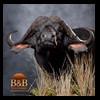 cape-buffalo-taxidermy-by-B-B-Taxidermy-021
