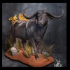 cape-buffalo-taxidermy-by-B-B-Taxidermy-023