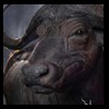cape-buffalo-taxidermy-by-B-B-Taxidermy-024