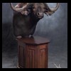 cape-buffalo-taxidermy-by-B-B-Taxidermy-025