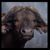 cape-buffalo-taxidermy-by-B-B-Taxidermy-027
