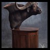 cape-buffalo-taxidermy-by-B-B-Taxidermy-028