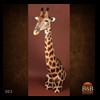 elephant-giraffe-taxidermy-003