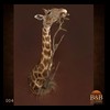 elephant-giraffe-taxidermy-004