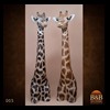 elephant-giraffe-taxidermy-005