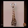 elephant-giraffe-taxidermy-006