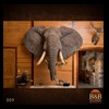 elephant-giraffe-taxidermy-009
