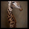 elephant-giraffe-taxidermy-013