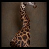 elephant-giraffe-taxidermy-014