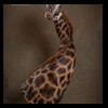 elephant-giraffe-taxidermy-015