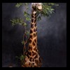 elephant-giraffe-taxidermy-016