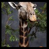 elephant-giraffe-taxidermy-017