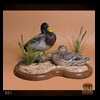 ducks-taxidermy-001