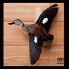 ducks-taxidermy-005