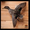 ducks-taxidermy-007