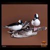 ducks-taxidermy-009
